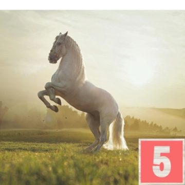 Óravázlat -  Fehérlófia (5.o.)